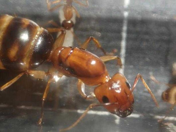Camponotus Festinus экзотические муравьи 22мм формикарий