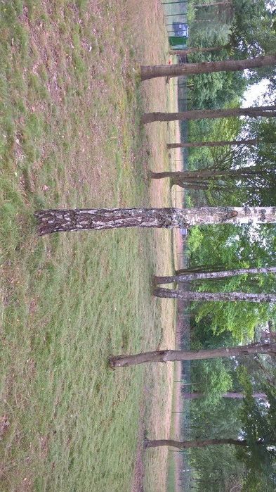 Dzialka leśna nad morzem Rozewie