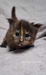Kotka maine coon