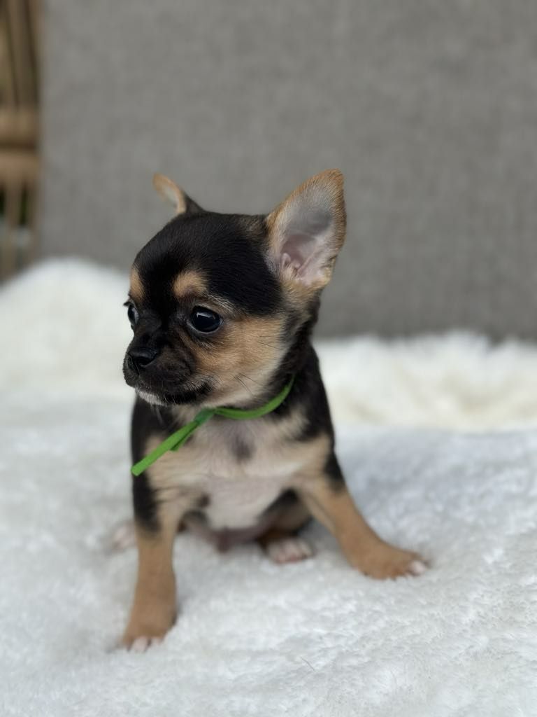 Sliczny chlopiec Chihuahua