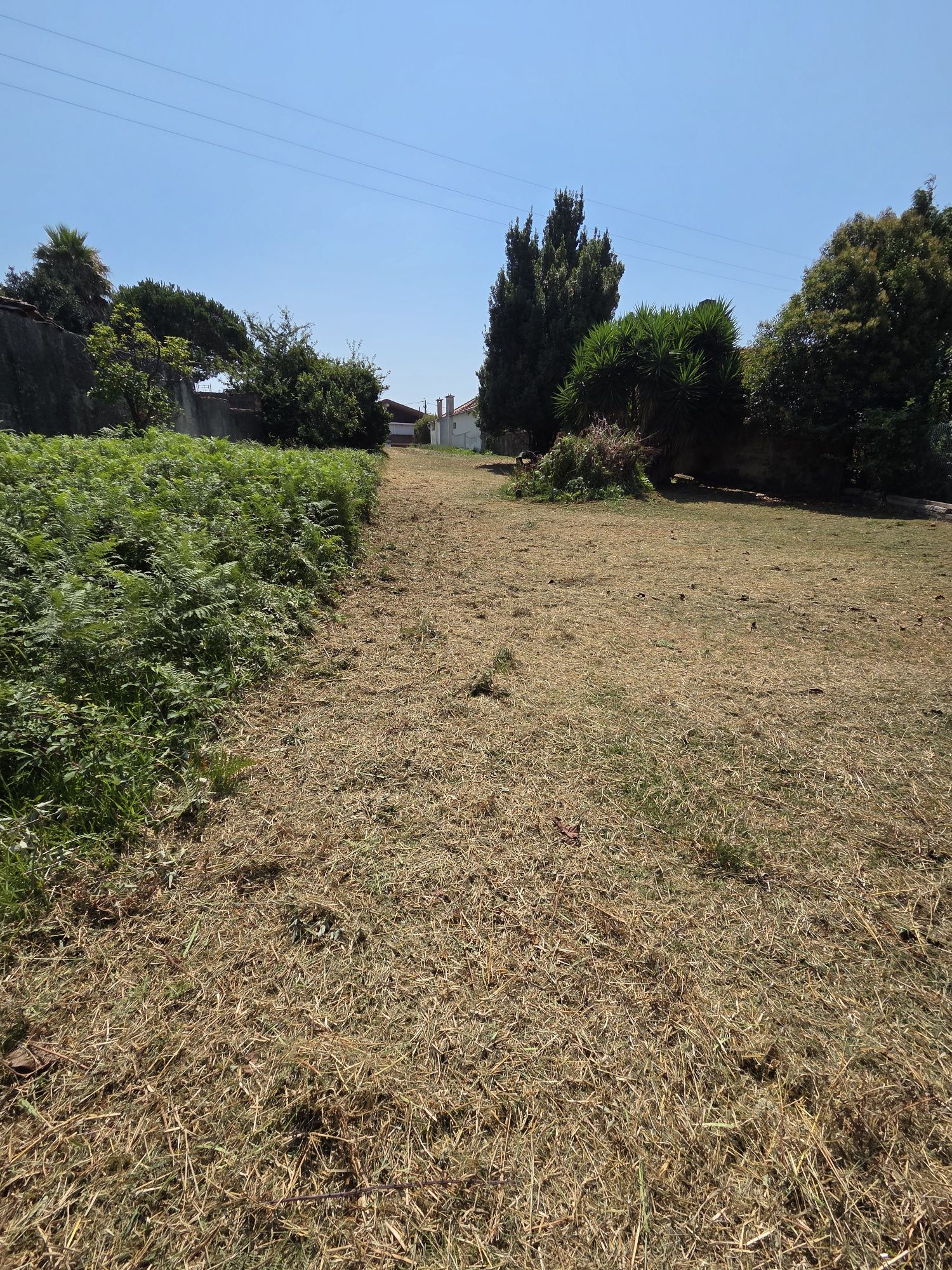 Limpeza de pequenos terrenos e manutenção de jardins