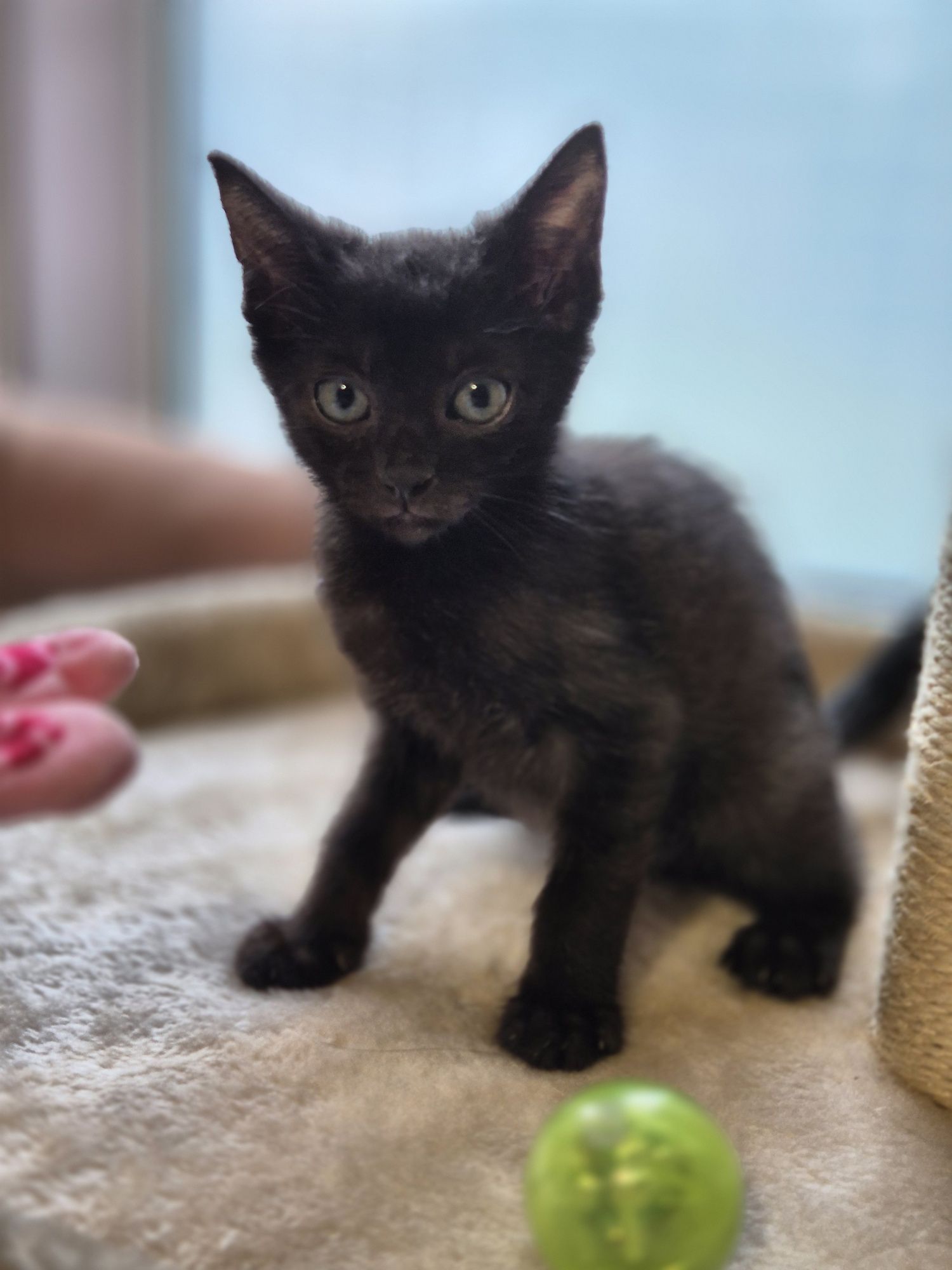 Apsik, Gburek i Nieśmialek-trzy magiczne maluszki do adopcji.
