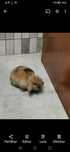 Coelho raça Holland Lop