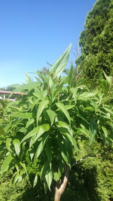 chitalpa taszkiencka szczepiona w doniczce katalpa nana  nowość
