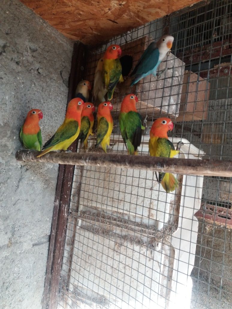 Agapornis Opalinos yellou face  opalinos azuis  verdes  portadores