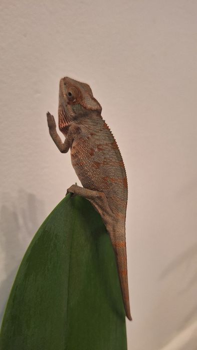 Kamelon lamparci