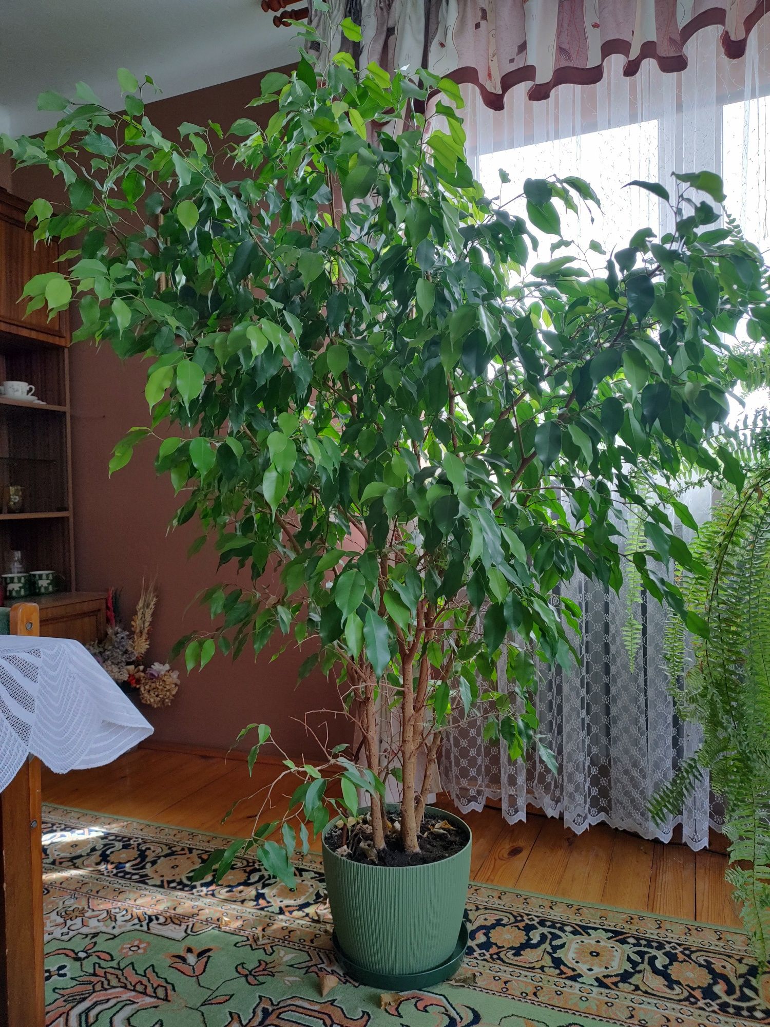 Piękny Fikus Benjamina