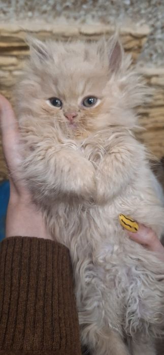 Породисті персидські кошенята