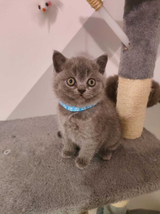 Kocięta brytyjskie krótkowłose na sprzedaż – odbiór na Mikołajki.
