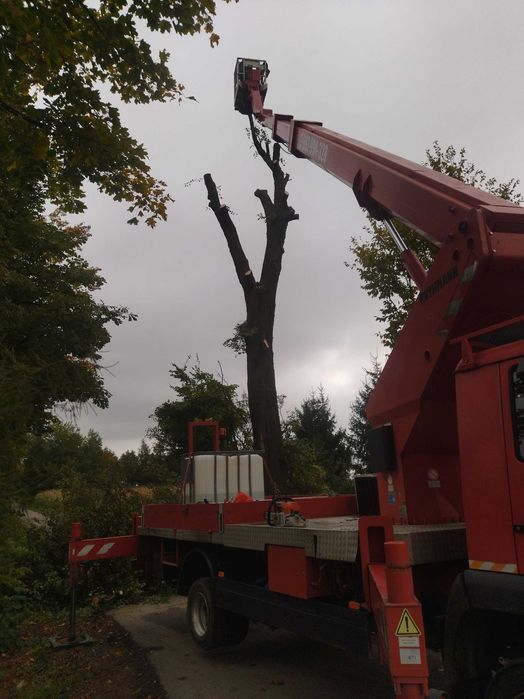 wycinki drzew ,podnośniki koszowe,wynajm itp..