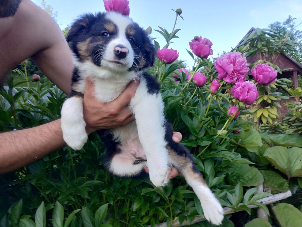 Border Collie śliczny piesek tri-color