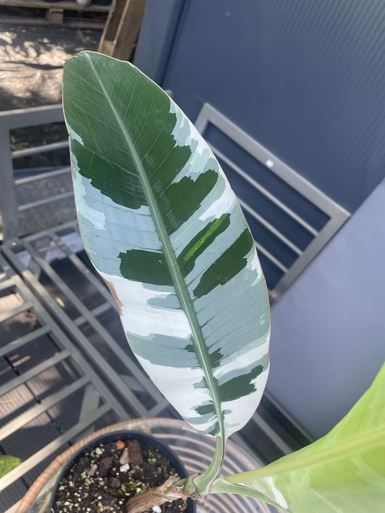 Bananowiec musa AEAE