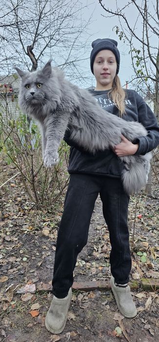 Голубой мальчик на вязку