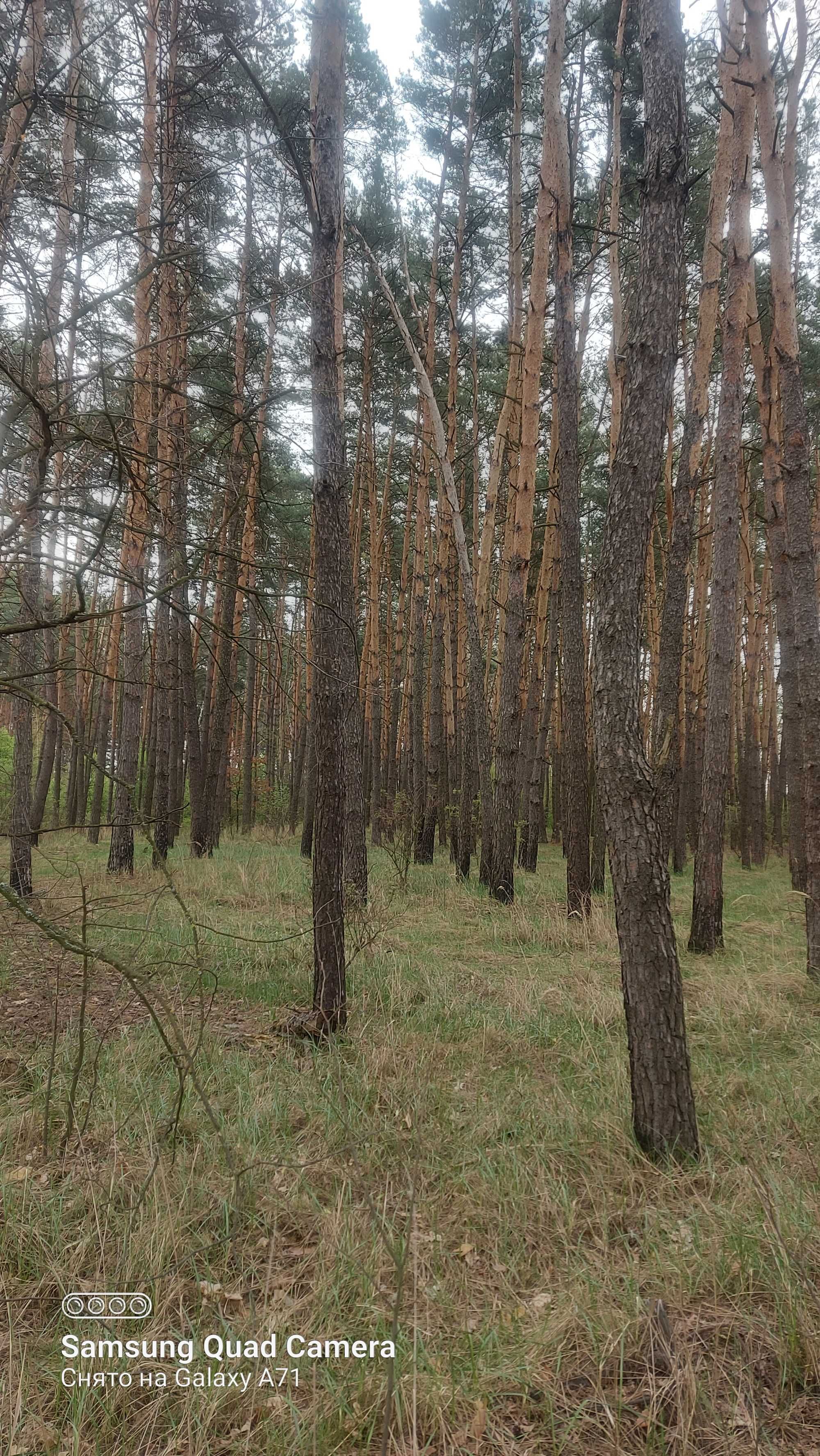 С. Вороньківка (с.Синяк) Київська обл. Подаю свою ділянку.