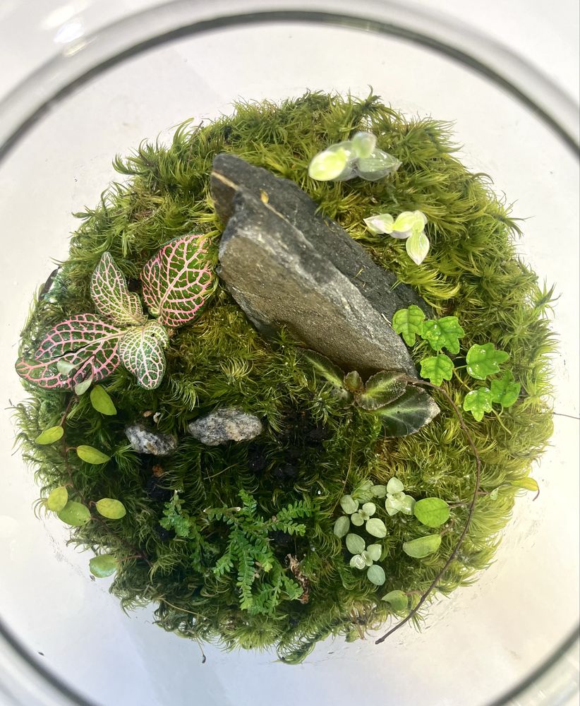 Mini terrarium/las w słoiku 30cm