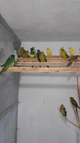 Продам попугаев разных