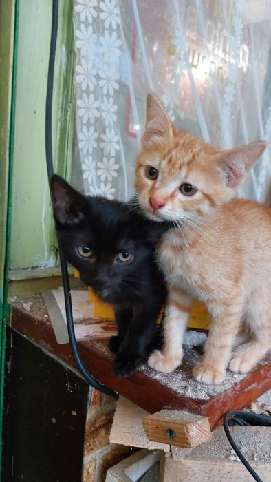 Кошенятка в добрі ручки