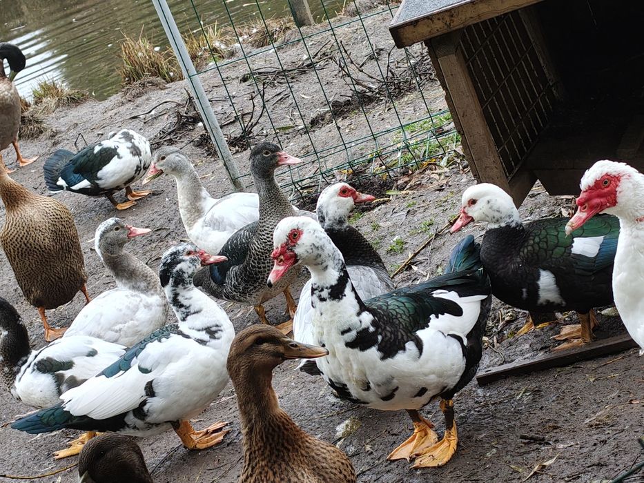 Młode kaczki francuskie