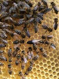 Бджоломатки Карпатка тип Вучківський