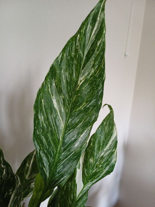 Skrzydłokwiat diamond variegata