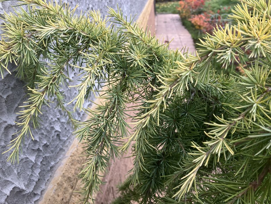 Кедр на штамбі сорт Lime Glow