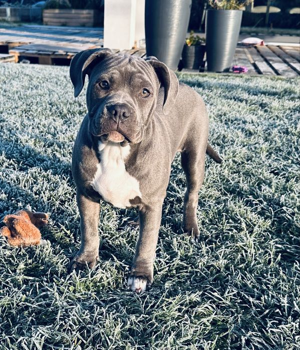American Bully piękna suczka blue