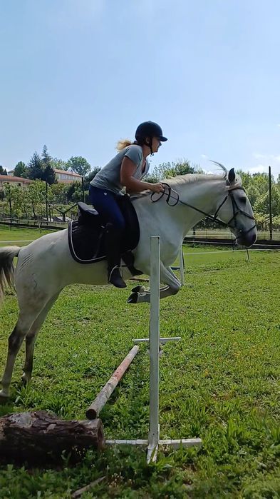 Égua pura raça, perfeito para obstáculo