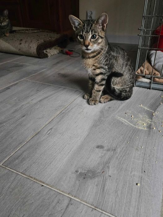 kociaki szukają domów