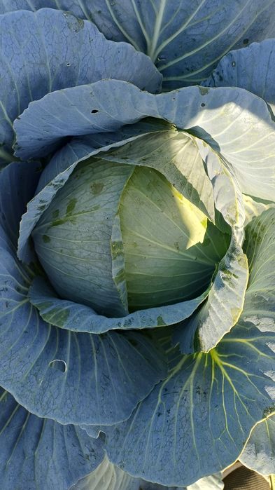 Капуста з поля Опт