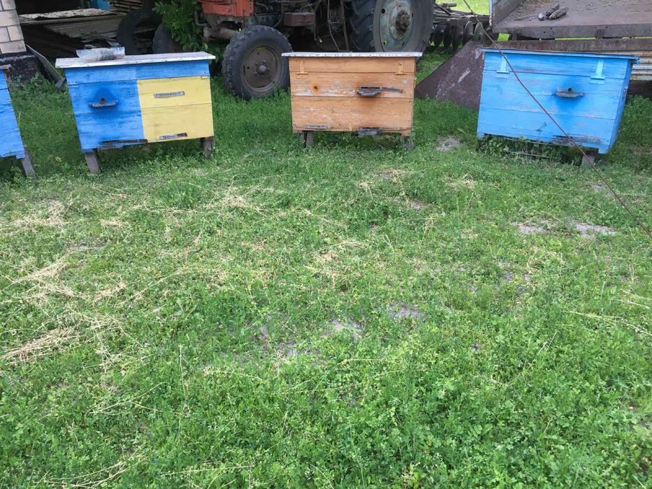 Пасіка бджоли Українська система