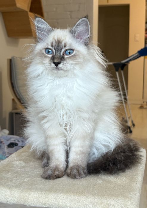 Draco - kocurek Neva Masquerade (Lavender Dreams*PL)