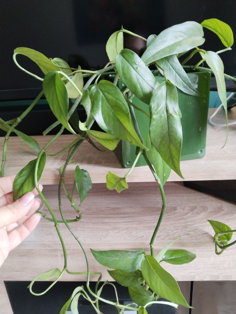 Epipremnum pinatum blue form