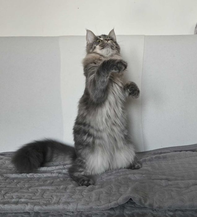 Koteczka Maine Coon Liri