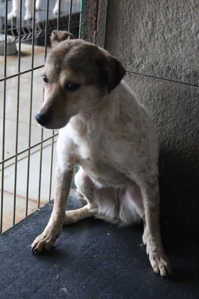 277244 Lara tylko świadoma i odpowiedzialna adopcja.