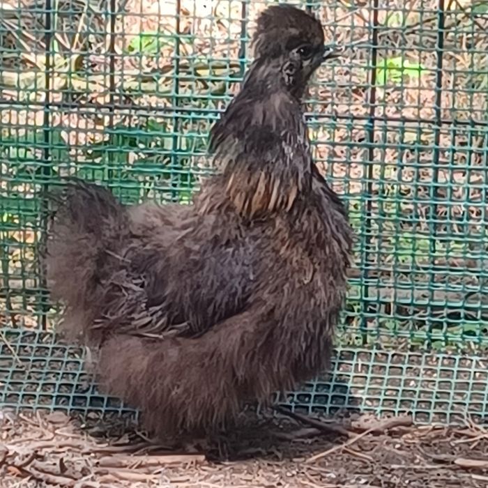 Silki para do zmiany kurnika