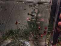 Guppys leopardos