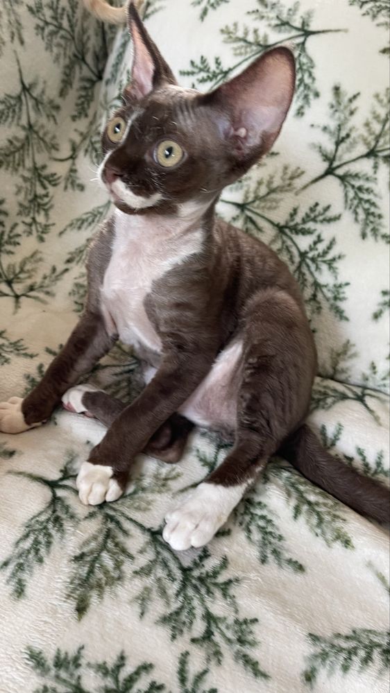 Devon rex czekoladowo bialy kocurek, FPL rodowod
