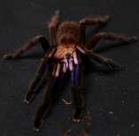 Chilobrachys natanicharum (ex. sp electric blue) L5