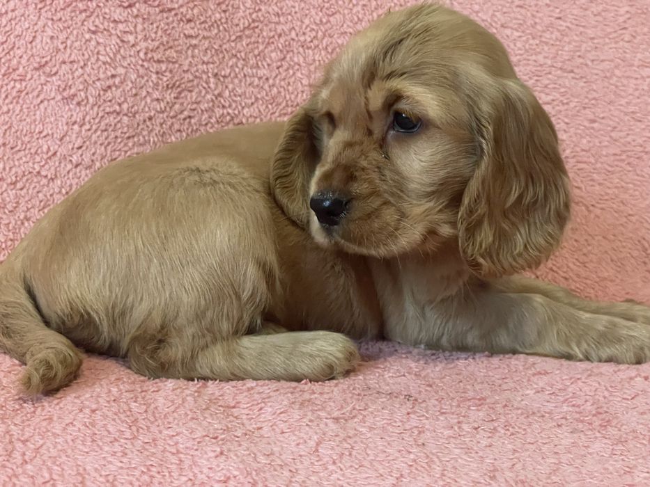 Cocker spaniel chłopiec