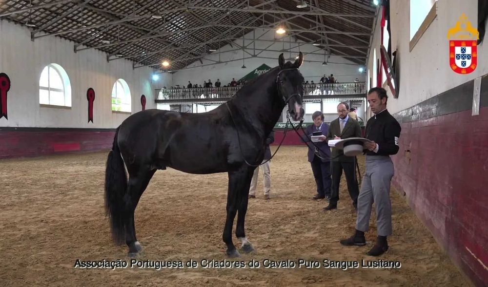 Poldra Lusitana 2 anos Típica