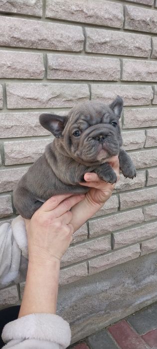 Вип  голубой мальчик