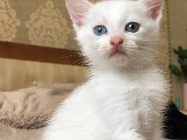 Кошенята з очима різного кольору, Турецька ангора