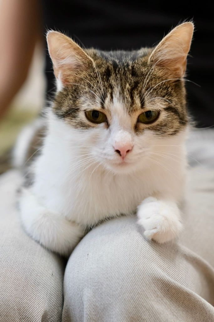 Chcesz uratować kota? Nie musi być rasowy? Adoptuj Maddie