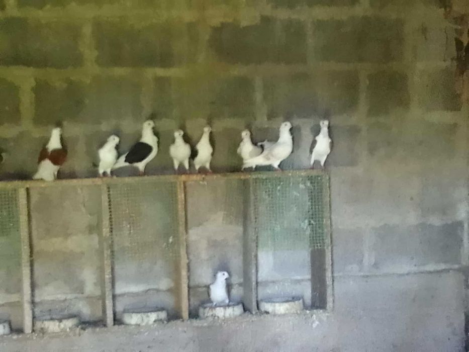 mewki gołębie ozdobne