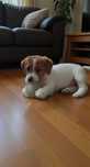 szczeniak z hodowli FCI Jack Russell Terrier