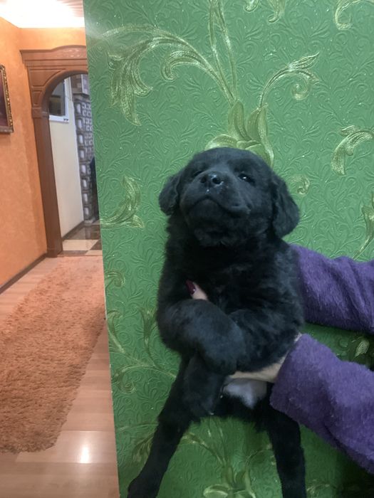 Продам цуценят Лабрадорів