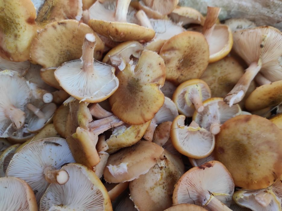 Sprzedam uzbieram grzyby opieńki