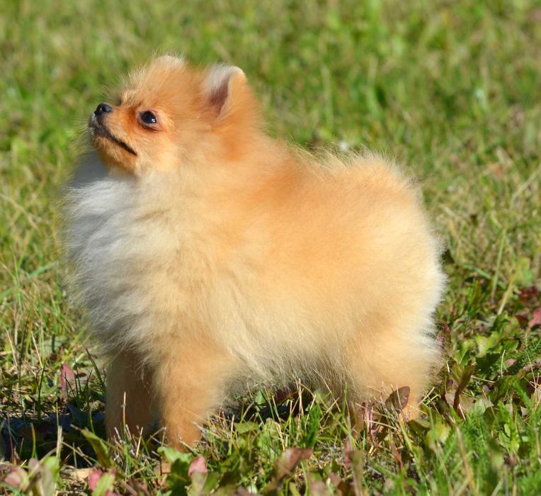 Szpic Miniaturowy Pomeranian Wiwa ZKwP FCI rodowód piękna