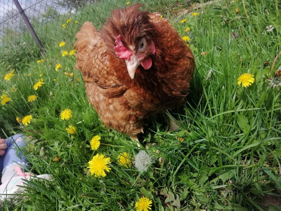 Jajka wiejskie od młodych kurek