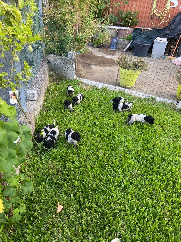 Cães para adoção